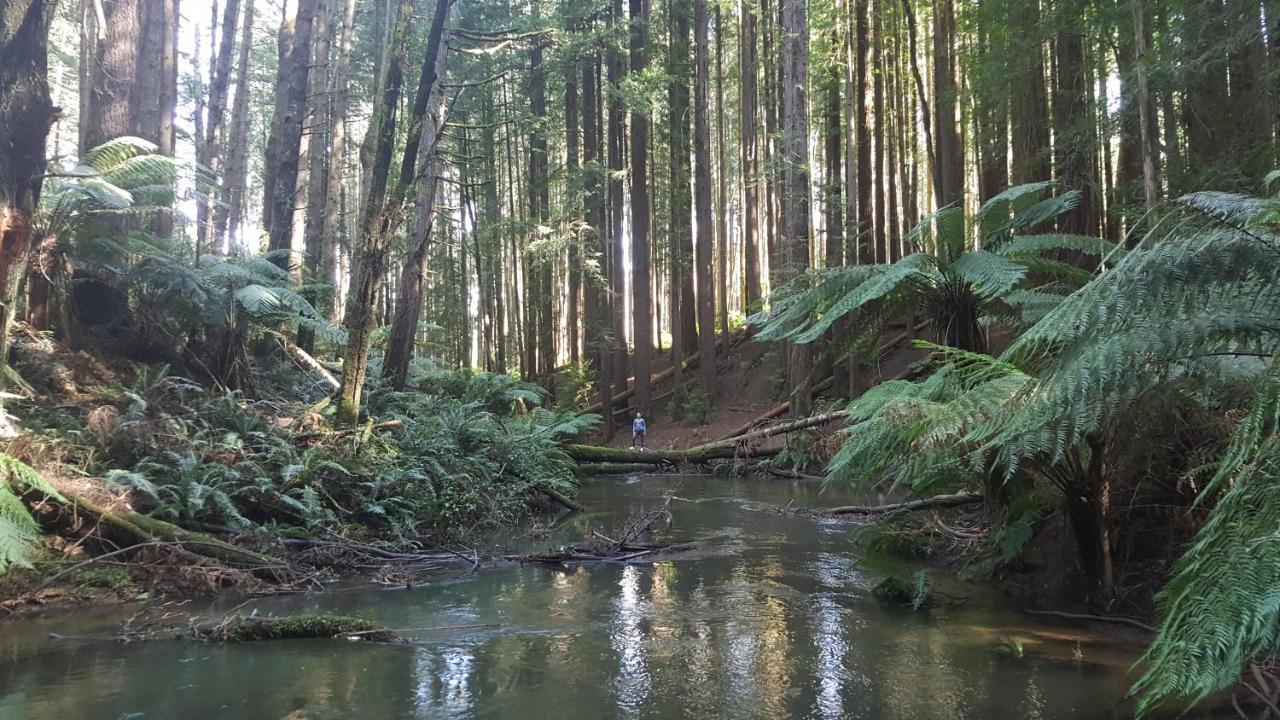 Cozy Otways Accommodation Beech Forest Bagian luar foto